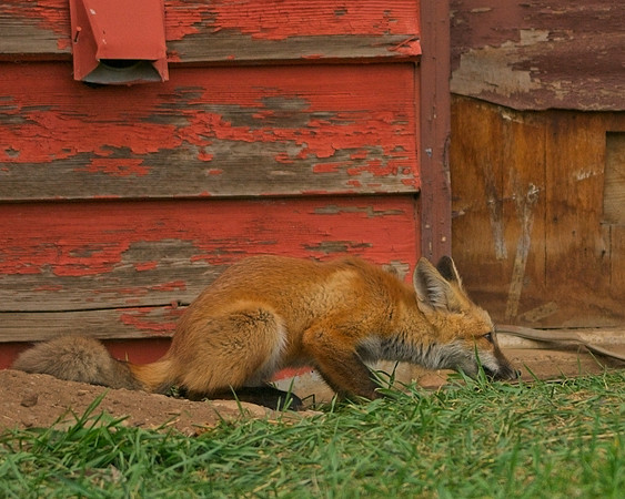 Fox Kits-0362_Export