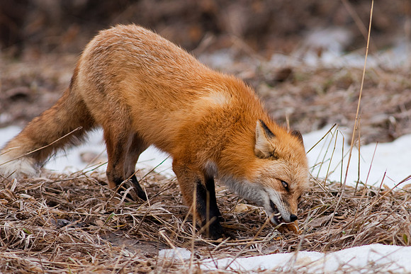 Red Fox-9932.jpg