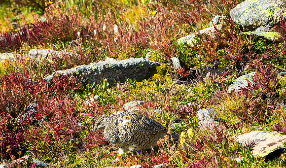 Ptarmigan-4901-1