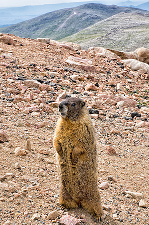 WAW-Marmot-6632-