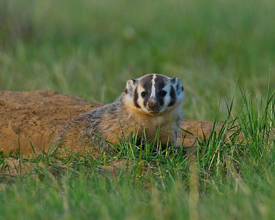 Badger-00046