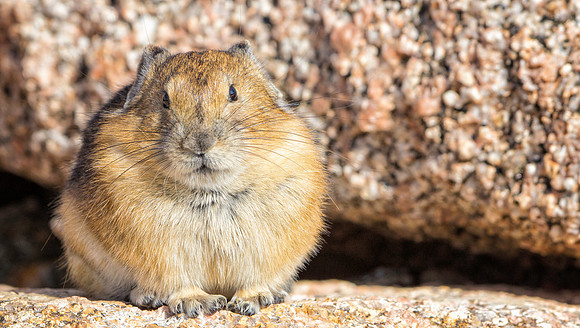 Pika-3892-