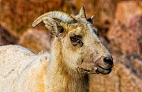 Bighorn Sheep