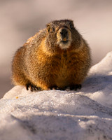 Badger_173