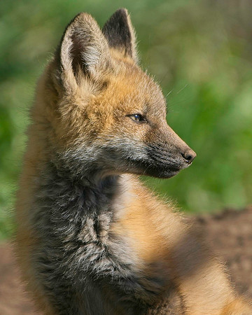 Fox Kits-7748