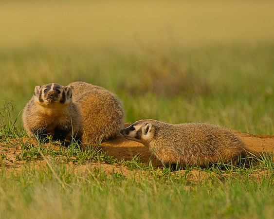 Badger-00481
