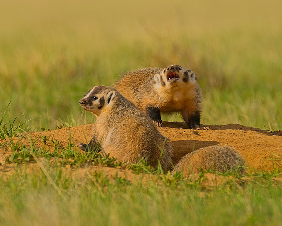 Badger-00450