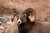 Bighorn Sheep