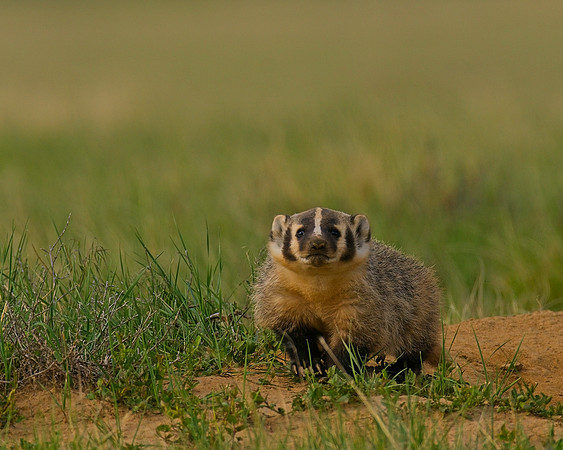 Badger-00520
