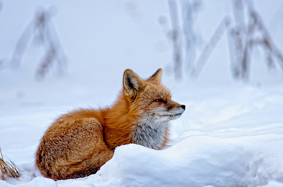 Fox-redo-7401-2