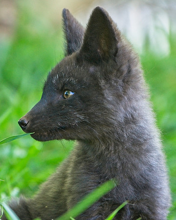 Fox Kits-0192