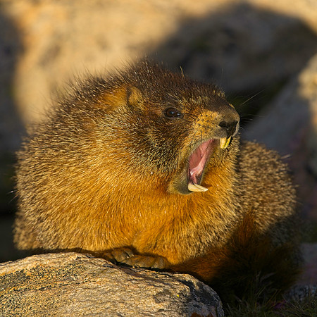 MT EVANS 8-20 (128)