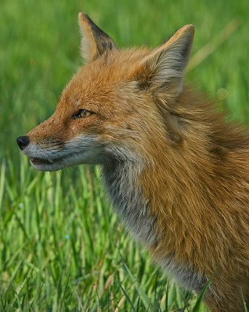 Jay Ryser - Red Fox-3967
