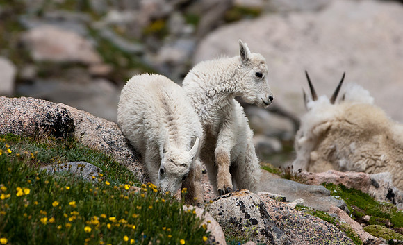 Mountain Goat Kids-4830