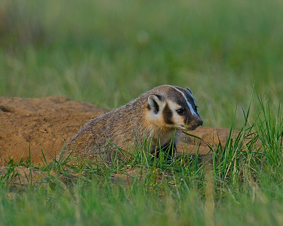 Badger-00053