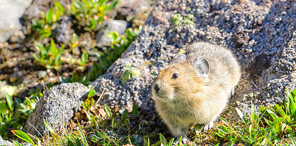 Pika-1150-1