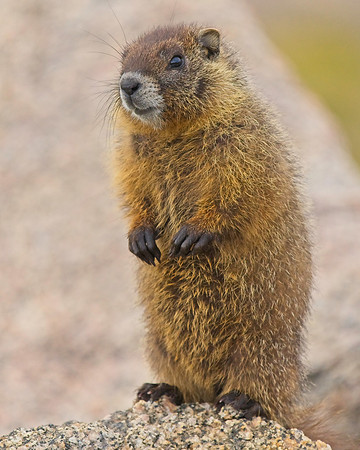 Mt Evans 8-21 (707)