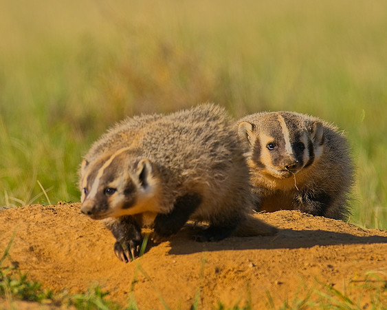 Badger-00207