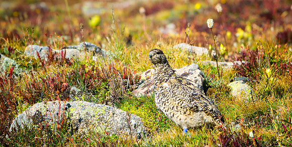 Ptarmigan-5251-1