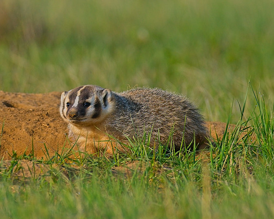 Badger-00070