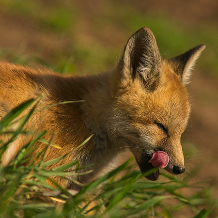 Fox Kits-6847