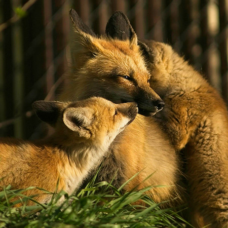 Fox Kits-6515
