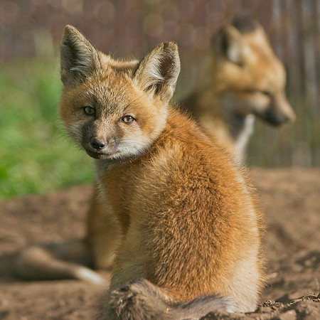 Fox Kits-8233