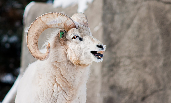 Dall Ram 4-