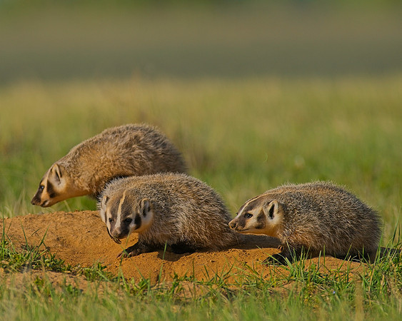 Badger-00220