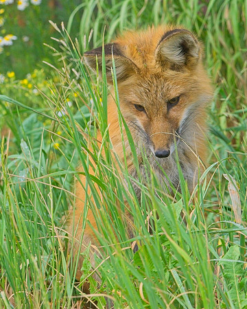 Red Fox-6775