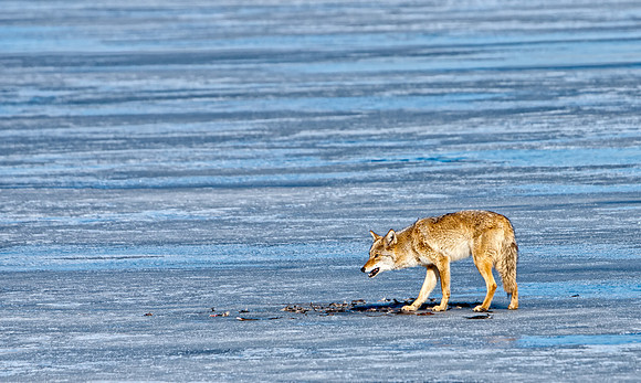 Coyote-7419-2