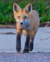 Local Foxes