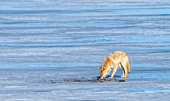 Coyote-7345-2