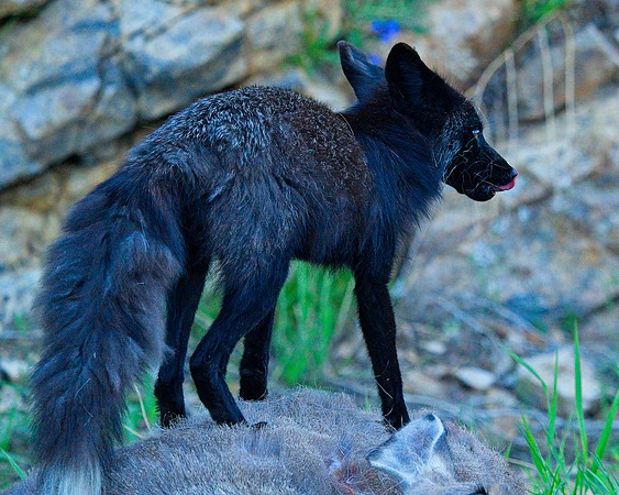 MT EVANS 7-2 (26)