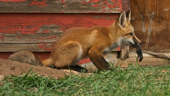 Fox Kits-0387