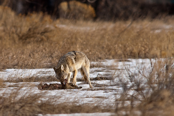 Coyote-9662.jpg