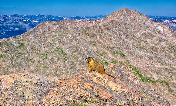 WAW-Marmot-6638-