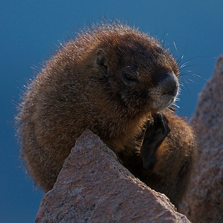 MBS 7-14 (592)
