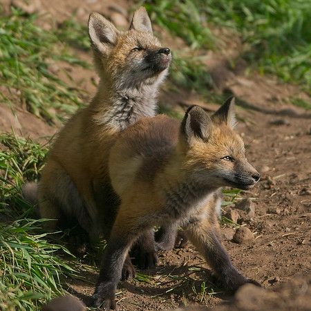 Fox Kits-8479