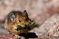 Pikas