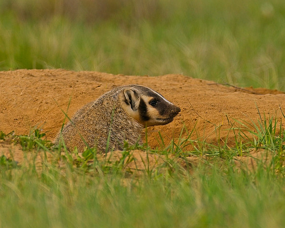 Badger-00506