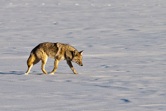 Coyote-8080.jpg