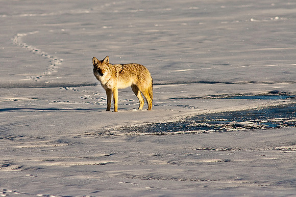 Coyote-8334.jpg