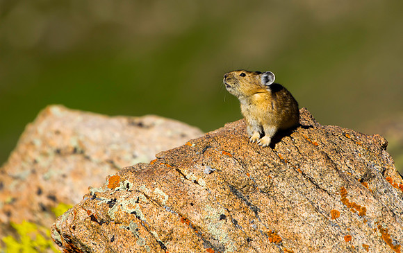 Pika-5022 (1 of 1)