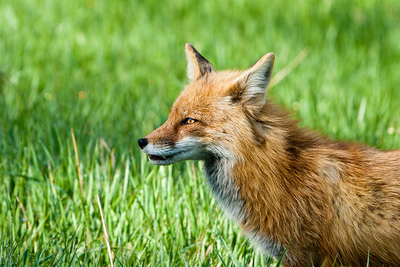 Red Fox-3967