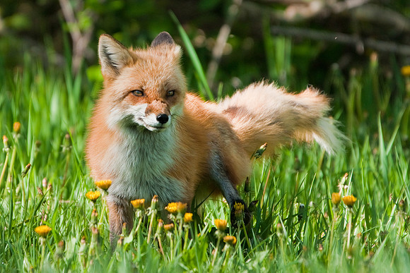 Red Fox-4101