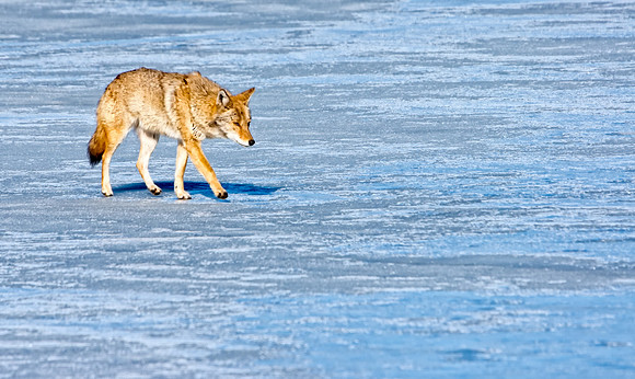 Coyote-7540-2