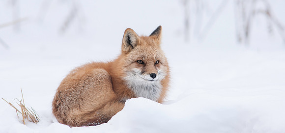 Snow Grumpy-7333