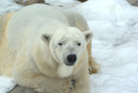 Bears