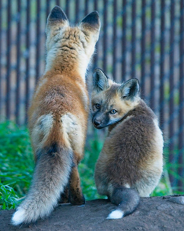 Fox Kit-6993